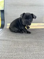 AKC Madden, a male French Bulldog for sale in Bonne Terre, MO – 4 of 7