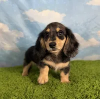 AKC Scout , a male Miniature Dachshund for sale in Bonne Terre, MO – 4 of 10