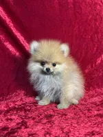 AKC Muffin, a male Pomeranian for sale in Bonne Terre, MO – 4 of 10