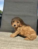 APRI Talon , a male Cavapoo for sale in Bonne Terre, MO – 5 of 10