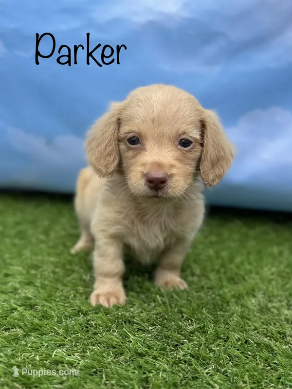 AKC Parker – Miniature Dachshund puppy for sale in Bonne Terre, MO