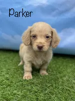 AKC Parker, a male Miniature Dachshund for sale in Bonne Terre, MO – 1 of 10