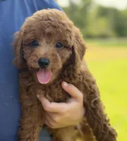 Luca , a male Poodle - Miniature  for sale in Bonne Terre, MO – 2 of 6