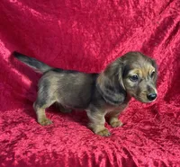 AKC Cannon, a male Miniature Dachshund for sale in Bonne Terre, MO – 3 of 10