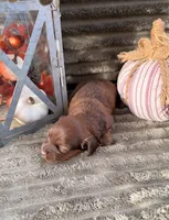 AKC Blakely, a female Miniature Dachshund for sale in Bonne Terre, MO – 5 of 6