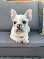 AKC Pearl , a female French Bulldog for sale in Bonne Terre, MO – 4 of 8