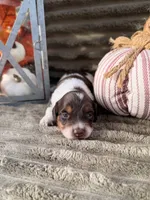AKC Bailey, a female Miniature Dachshund for sale in Bonne Terre, MO – 5 of 7