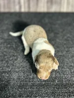 APRI Palmer, a male Miniature Dachshund for sale in Bonne Terre, MO – Photo 9 of 10