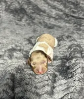 APRI Palmer, a male Miniature Dachshund for sale in Bonne Terre, MO – Photo 2 of 6