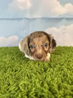 APRI Palmer, a male Miniature Dachshund for sale in Bonne Terre, MO – Photo 4 of 10