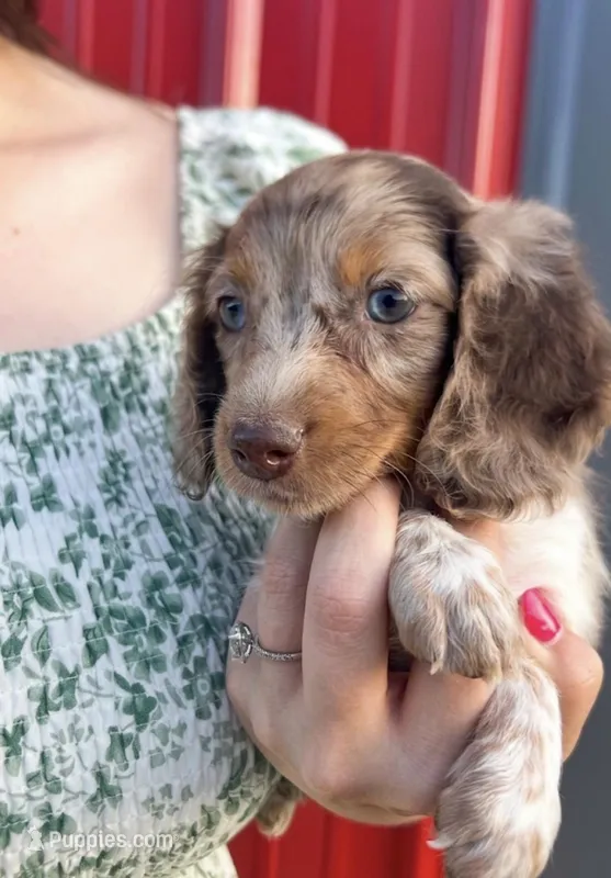 APRI Palmer – Miniature Dachshund puppy for sale in Bonne Terre, MO