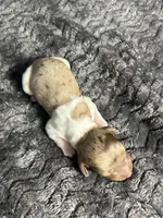 APRI Palmer, a male Miniature Dachshund for sale in Bonne Terre, MO – Photo 5 of 6