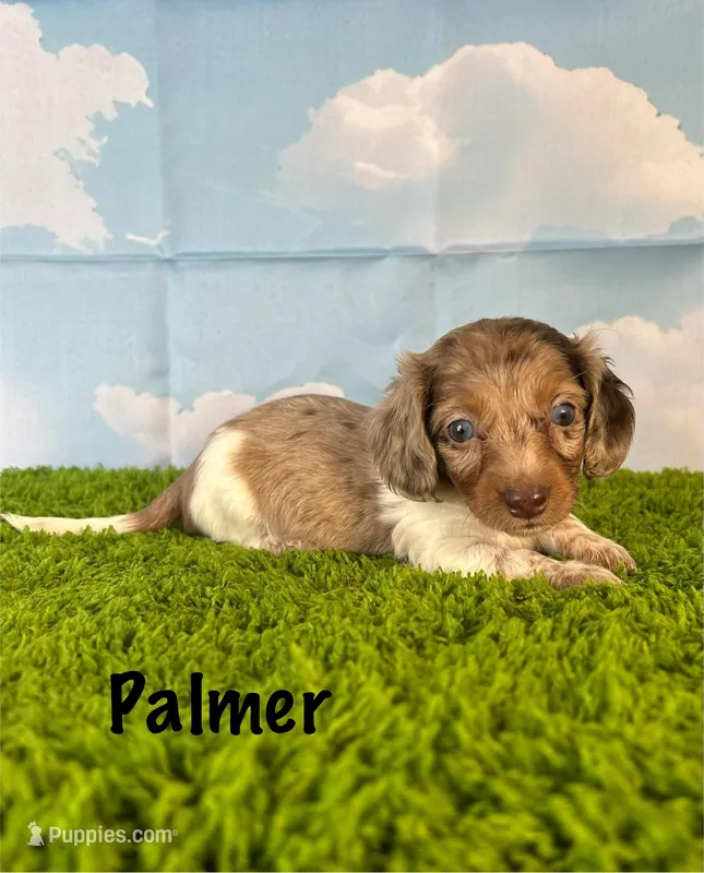 APRI Palmer – Miniature Dachshund puppy for sale in Bonne Terre, MO
