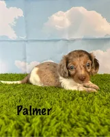 APRI Palmer, a male Miniature Dachshund for sale in Bonne Terre, MO – Photo 1 of 10