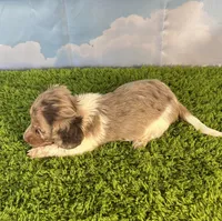 APRI Palmer, a male Miniature Dachshund for sale in Bonne Terre, MO – Photo 5 of 10