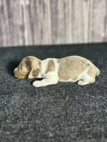 APRI Palmer, a male Miniature Dachshund for sale in Bonne Terre, MO – Photo 8 of 10