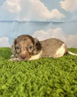 APRI Palmer, a male Miniature Dachshund for sale in Bonne Terre, MO – Photo 6 of 10