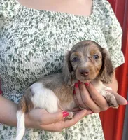 APRI Palmer, a male Miniature Dachshund for sale in Bonne Terre, MO – 2 of 10