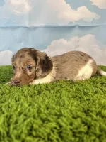 APRI Palmer, a male Miniature Dachshund for sale in Bonne Terre, MO – Photo 2 of 10