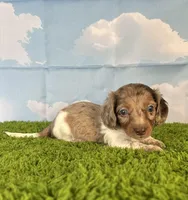 APRI Palmer, a male Miniature Dachshund for sale in Bonne Terre, MO – Photo 3 of 10