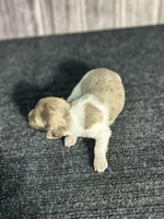 APRI Palmer, a male Miniature Dachshund for sale in Bonne Terre, MO – Photo 10 of 10