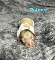 APRI Palmer, a male Miniature Dachshund for sale in Bonne Terre, MO – Photo 1 of 6