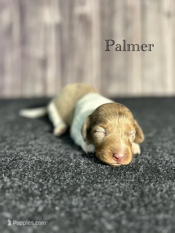 APRI Palmer – Miniature Dachshund puppy for sale in Bonne Terre, MO