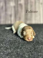 APRI Palmer, a male Miniature Dachshund for sale in Bonne Terre, MO – Photo 7 of 10