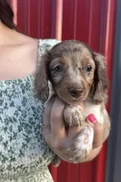 APRI Palmer, a male Miniature Dachshund for sale in Bonne Terre, MO – 3 of 10