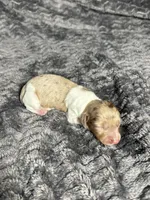 APRI Palmer, a male Miniature Dachshund for sale in Bonne Terre, MO – Photo 3 of 6