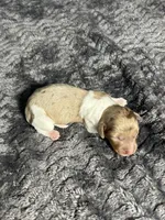 APRI Palmer, a male Miniature Dachshund for sale in Bonne Terre, MO – Photo 6 of 6