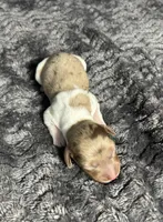 APRI Palmer, a male Miniature Dachshund for sale in Bonne Terre, MO – Photo 4 of 6