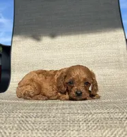 APRI Asher, a male Cavapoo for sale in Bonne Terre, MO – 4 of 6