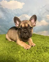 AKC Jagger, a male French Bulldog for sale in Bonne Terre, MO – 5 of 10