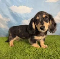 AKC Scout , a male Miniature Dachshund for sale in Bonne Terre, MO – 2 of 10