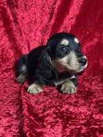 AKC Ledger , a male Miniature Dachshund for sale in Bonne Terre, MO – Photo 2 of 8