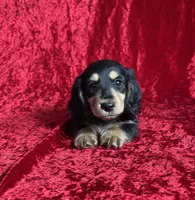 AKC Ledger , a male Miniature Dachshund for sale in Bonne Terre, MO – Photo 3 of 8