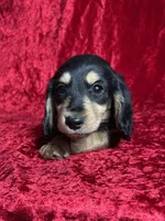 AKC Ledger , a male Miniature Dachshund for sale in Bonne Terre, MO – Photo 5 of 8