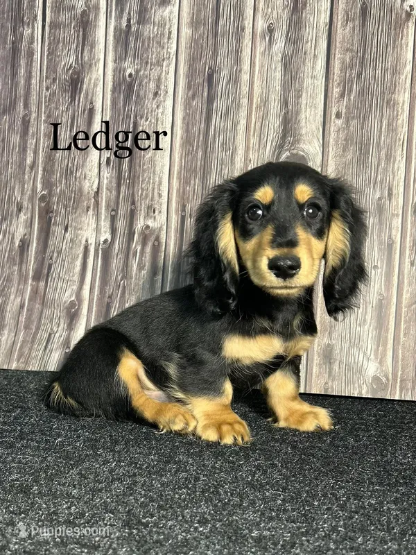 AKC Ledger  – Miniature Dachshund puppy for sale in Bonne Terre, MO