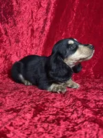AKC Ledger , a male Miniature Dachshund for sale in Bonne Terre, MO – Photo 6 of 8