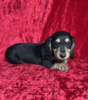 AKC Ledger , a male Miniature Dachshund for sale in Bonne Terre, MO – Photo 8 of 8
