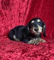 AKC Ledger , a male Miniature Dachshund for sale in Bonne Terre, MO – Photo 4 of 8