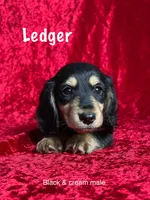 AKC Ledger , a male Miniature Dachshund for sale in Bonne Terre, MO – Photo 1 of 8