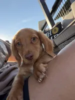 AKC Conway, a male Miniature Dachshund for sale in Bonne Terre, MO – 4 of 10