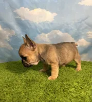 AKC Jolene, a female French Bulldog for sale in Bonne Terre, MO – 4 of 8