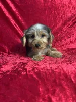 APRI Handsome Holt, a male Yorkshire Terrier for sale in Bonne Terre, MO – 2 of 6