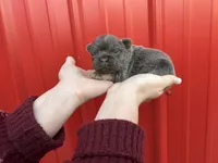 AKC Reese, a female French Bulldog for sale in Bonne Terre, MO – Photo 7 of 8