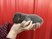 AKC Reese, a female French Bulldog for sale in Bonne Terre, MO – Photo 6 of 8