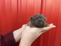 AKC Reese, a female French Bulldog for sale in Bonne Terre, MO – Photo 5 of 8