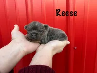 AKC Reese, a female French Bulldog for sale in Bonne Terre, MO – Photo 1 of 8